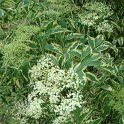 Sambucus nigra 'Aureomarginata' fleur